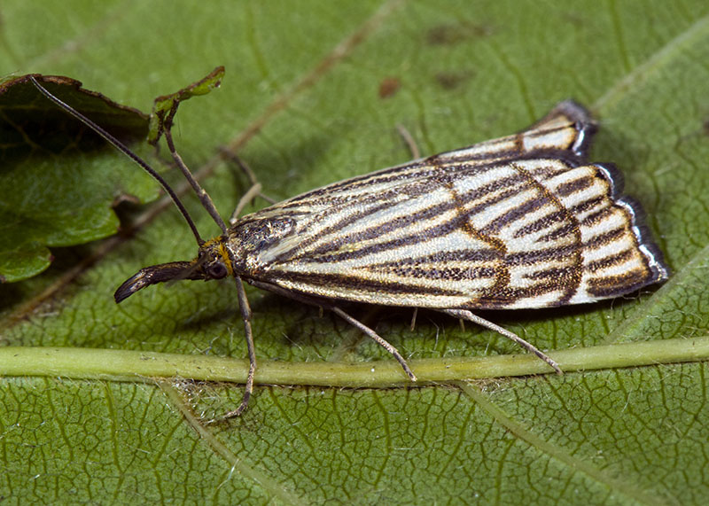 Chrysocrambus craterellus e cassentiniellus